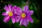 USA, Colorado, Fort Collins. Dahlia flower close-up. Art Print